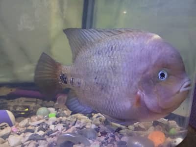 American vheja checklit  03340 802 754 WhatsApp number