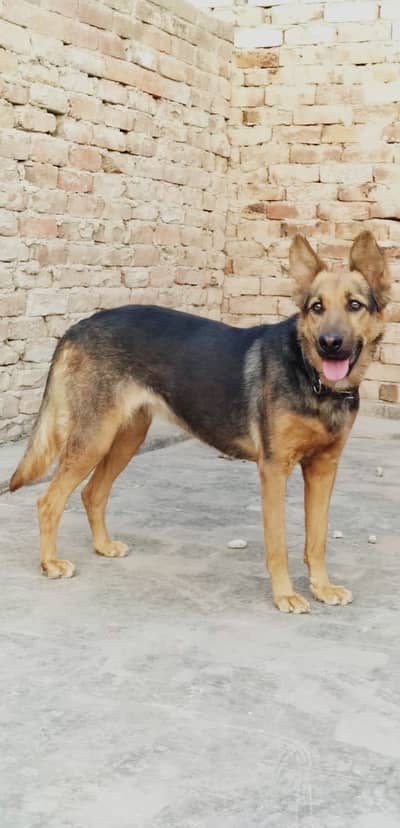 German Alsation female