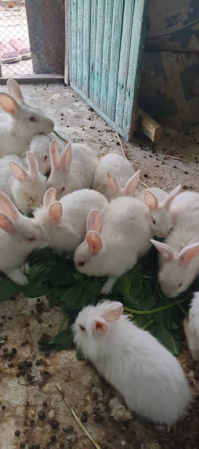 rabbits for sale