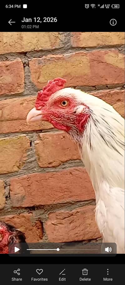 Aseel heera male for sale price is final