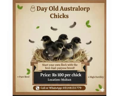 Australorp Day old chick for sale .