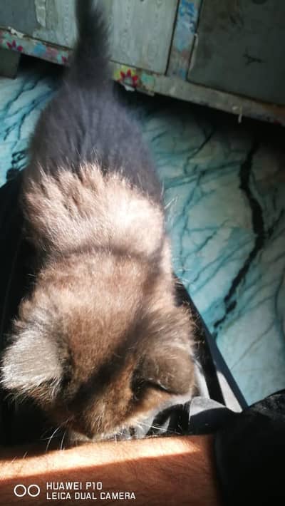 2 female Russian cats