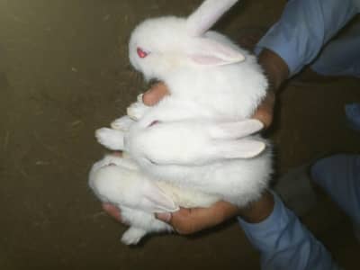 New Zealand White Rabbits (Red Eyes) For Sale .