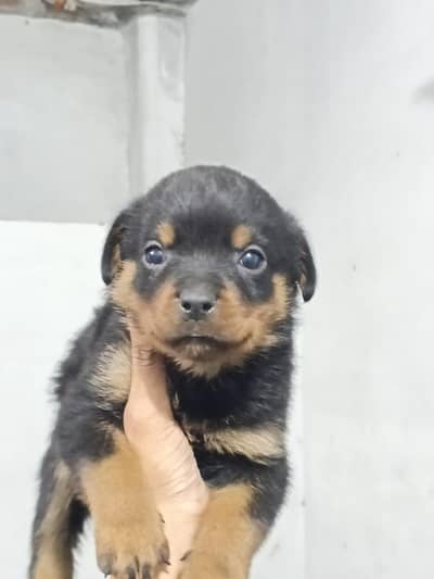 rottweiler female available top quality