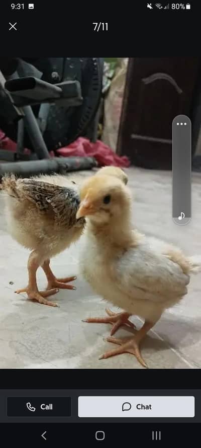 Desi chicks