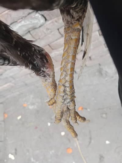 3 china patha for sale