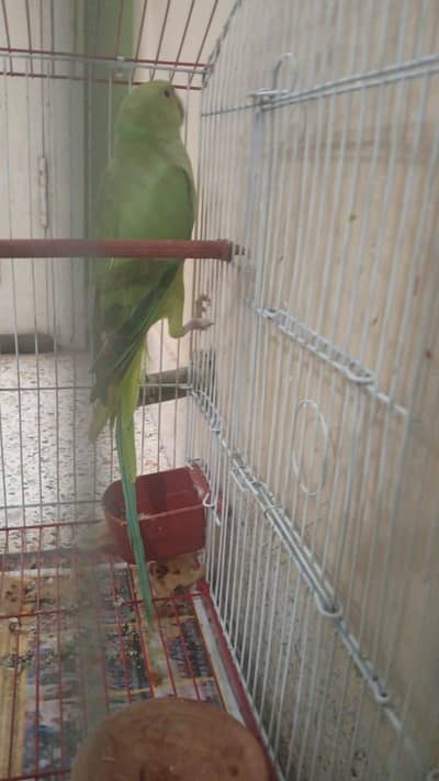 Green Female parrot