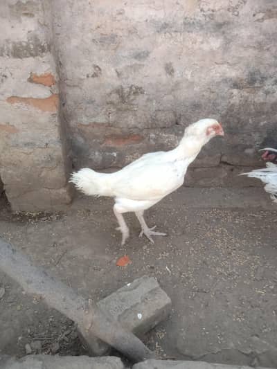 Heera female for sale 03265087895