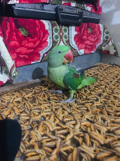 Healthy Raw Parrot – Urgent Sale