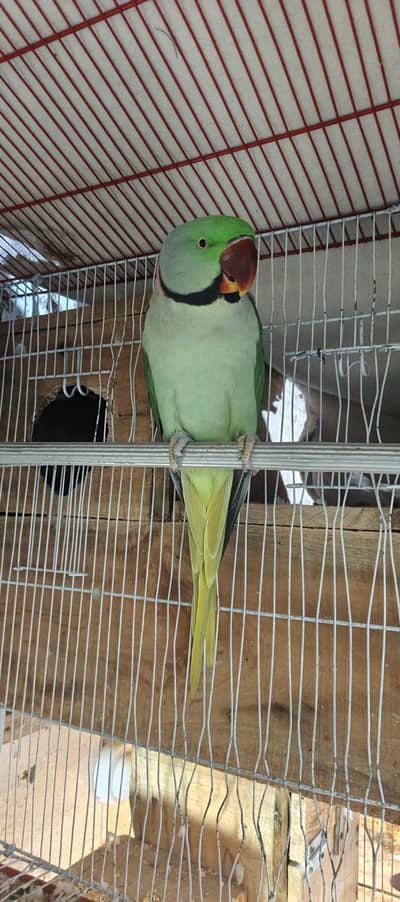 raw parrot talking or breeder pair or fown Java breeder pair