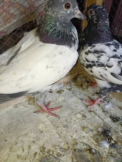 Ramuri young high flyer pair