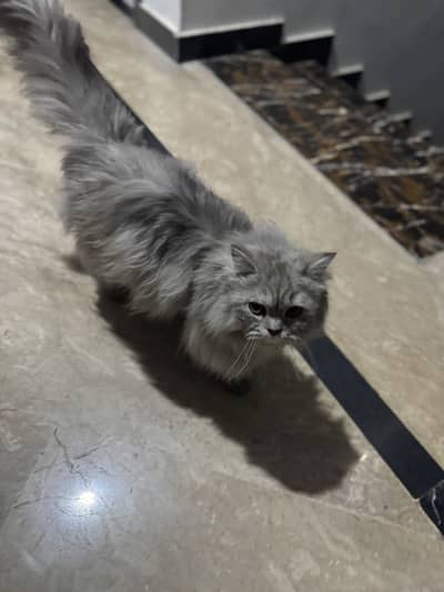 Fully long coated Persian Female fully trained cat