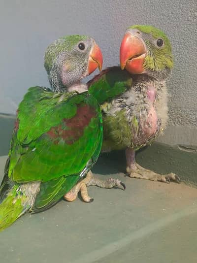 Kashmiri Raw Chicks Male Female