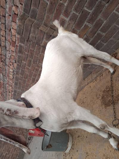 Pure desi bakri For Sale