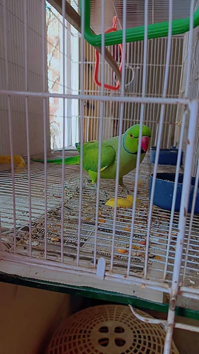 Green Ring neck Parrot
