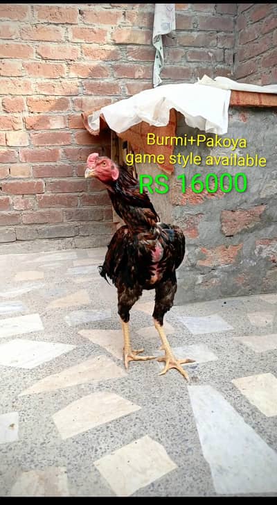 Thai pakoya 03124613025