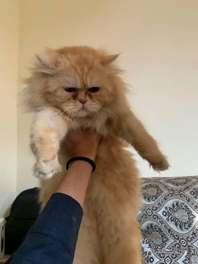 PERSIAN MALE CAT FOR SALE