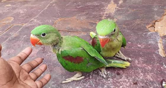 Kashmiri Raw Chicks Pair