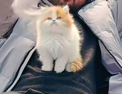 Kittens |Persian | Cat | baby Cat | 3 coated  0ƷƷ65୨8671୨ Watsp kro