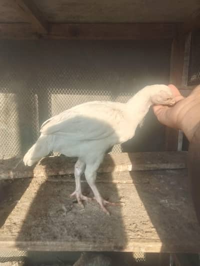 heera chick 03166861217