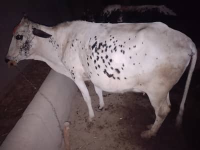 Having a first pregnancy with 8 month 20 day. Beautiful cow cross nasal