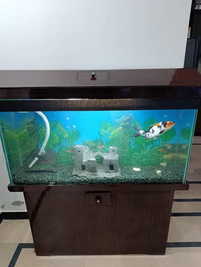 Fish and aquarium