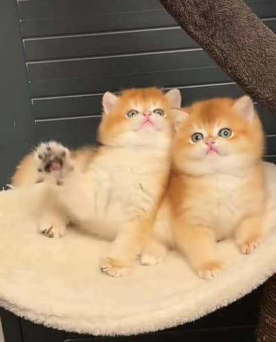 Kittens |Persian | Cat | baby Cat | 3 coated  0ƷƷ65୨8671୨ Watsp kro