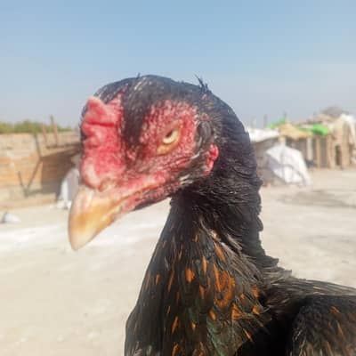 high price high quality aseel