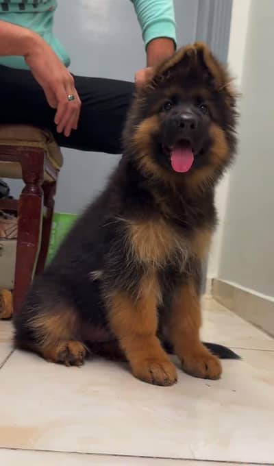 all dog bread available hai