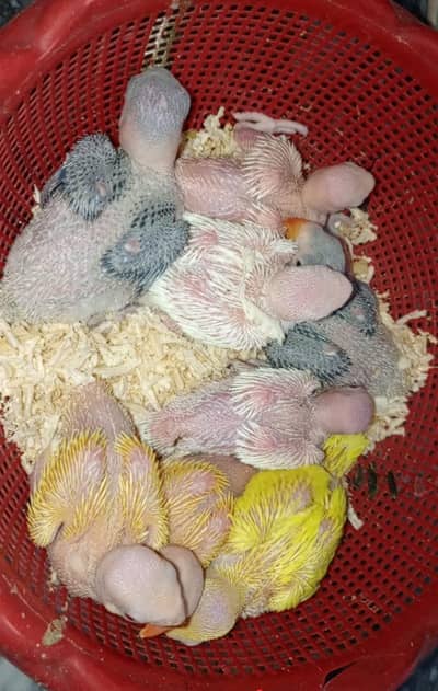parrot chicks