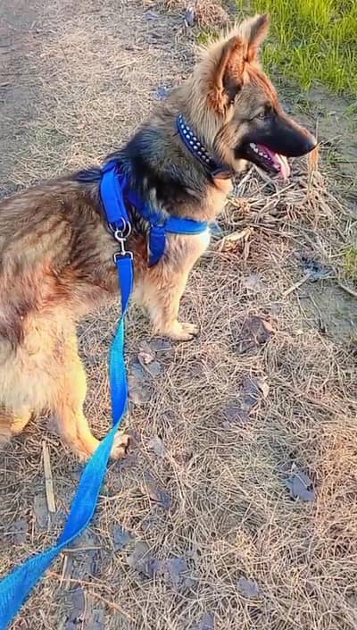 German Shepherd Blacki