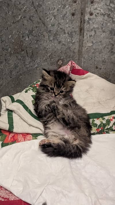 persian kittens for sale