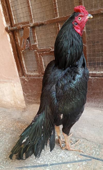 aseel murga mushka lassani 03498200770