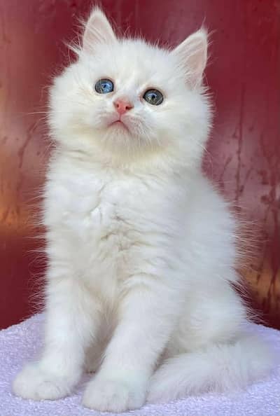 Persian kitten Female  Punch Face
