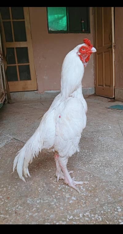 aseel murga Heera  03498200770