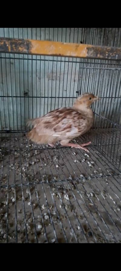 white Irani male teeter for sale location jauharabad