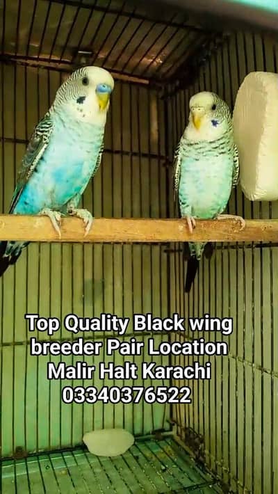 top Quality black wing Breeder Pair  rare color voilet