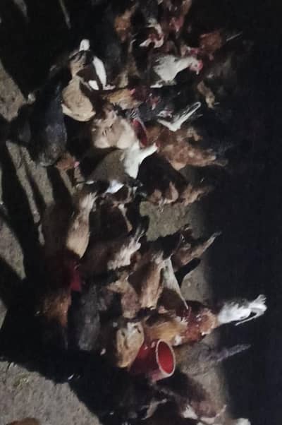 golden misri special desi egg wali murgi