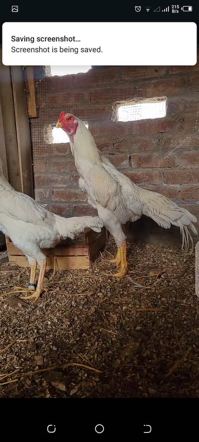 breader trio set for sale