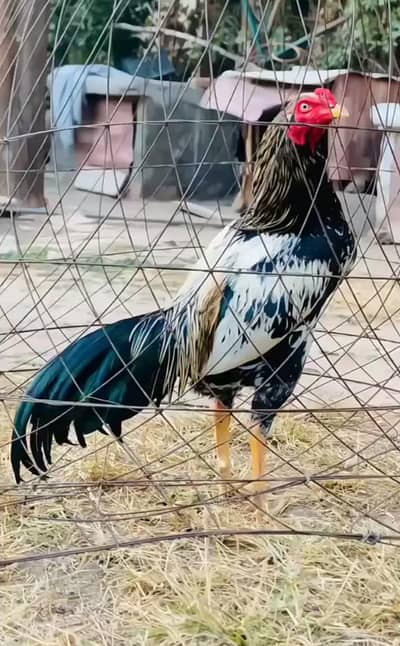 Asel murga for salee