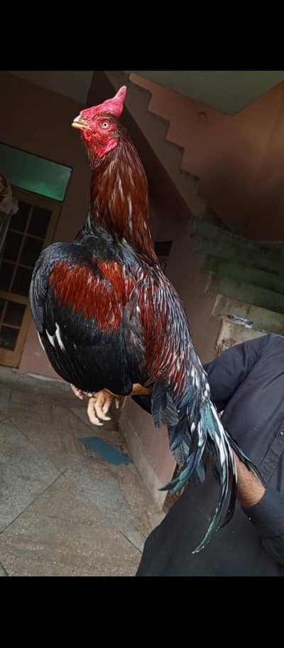 aseel murga begum 03498200770