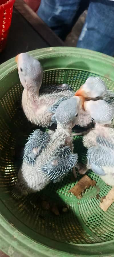 raw parrot beby for sale