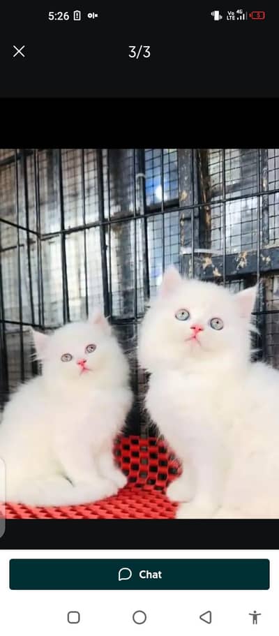 Persian cat for sale male or female by WhatsApp 0331=4372136