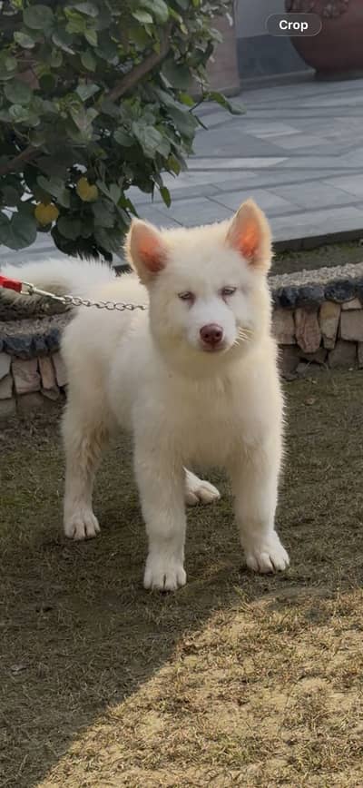White husky