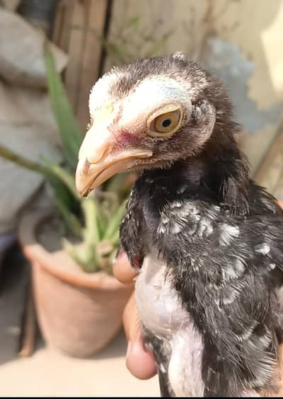 Aseel Chicks for Sale 03056348278