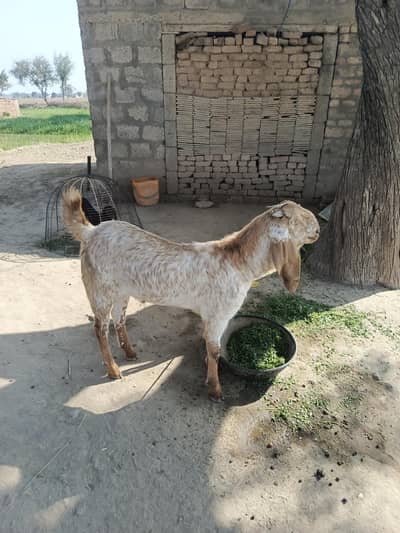 Makhi cheena Bakra