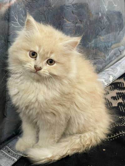 CASH ON DELIVERY high quality blue eyes KIttens Healthy guaranteed