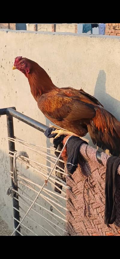 aseel. pila morga for sale