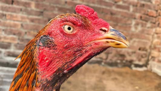 Vietnam cross  aseel