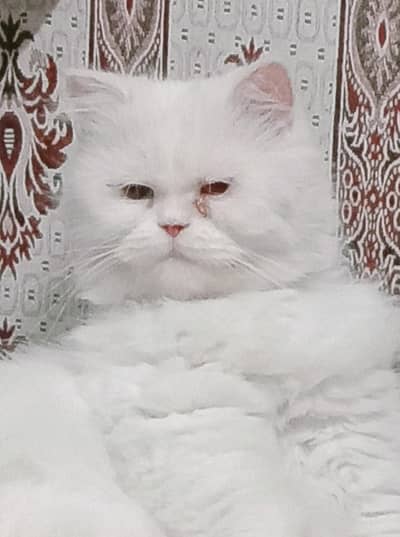Female persian cat for sale